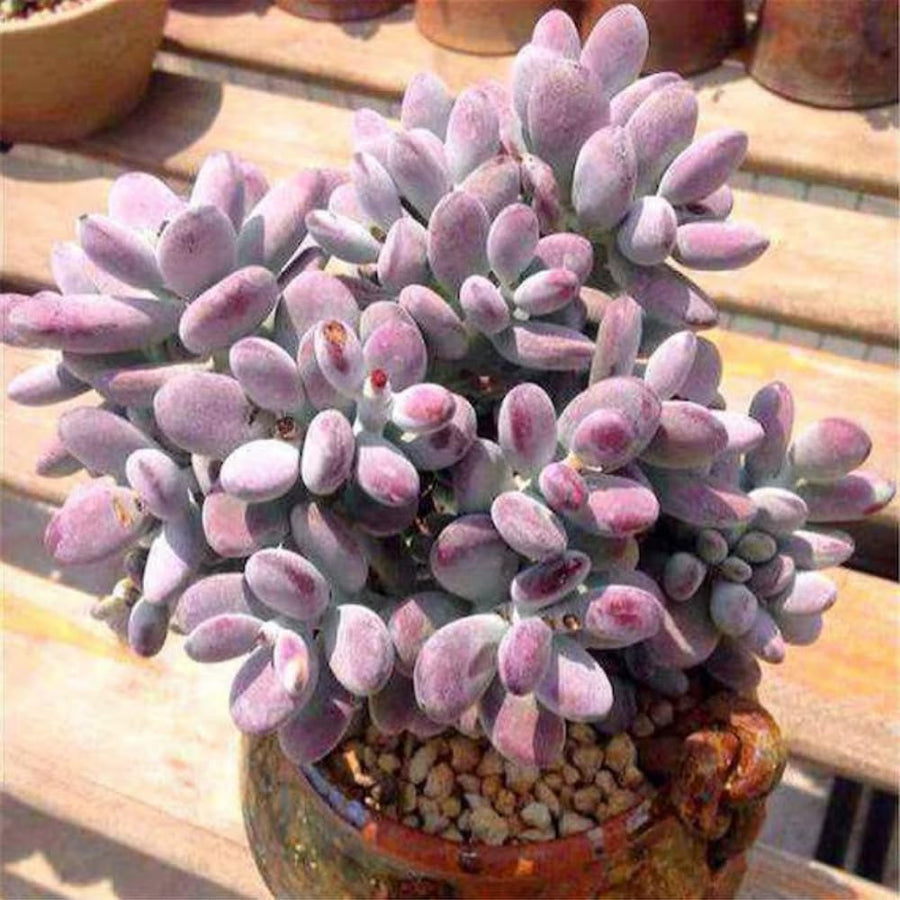 2 Rare Orbiculata Cotyledon Succulent Live Plants 2" Potted, Fast-Growing Trailing Succulent Rare House Plant for Home Office Decoration