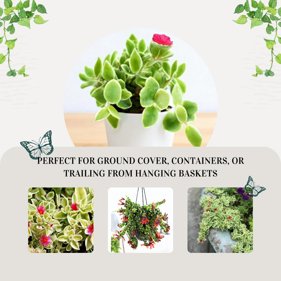 Pink Ice Plant Live Succulent, Variegated Baby Sun Rose Live Plant, in 2 Inch Pot, Hardy Ground Cover for Garden and Containers