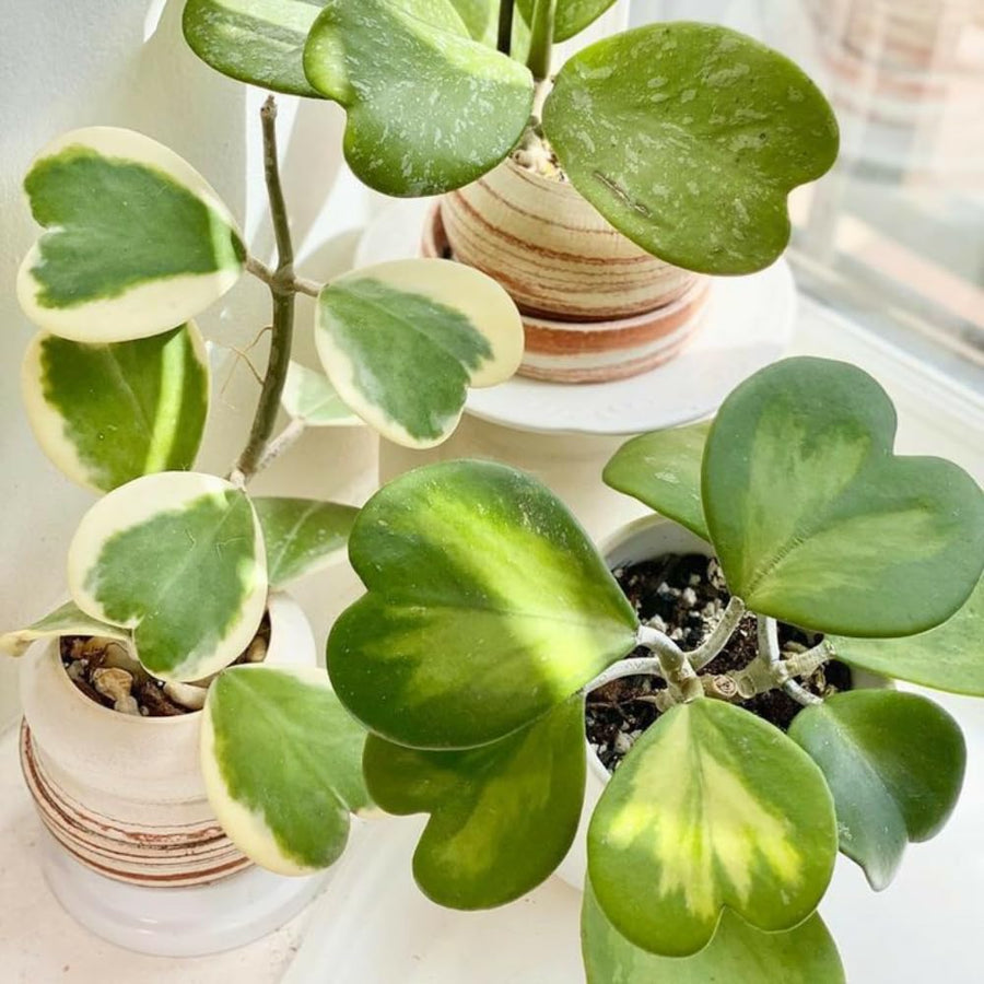Variegated Hoya Kerrii Live Plant - Pack of 2 Pots, Each Plant in 4 Inch Pot, Hardy Vine Hoya Plants Live Houseplants