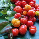 Surinam Cherry Tree Live Plant, Ready to Bear Fruit Cherry Tree, 1.5-2 Feet Tall, Edible, Cold Hardy, Outdoor Growing