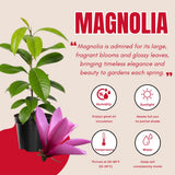 Magnolia Tree Live Plant in 2.5'' Pot, Magnolia Starter Tree, Ornamental Flowering Tree, Outdoor or Container Growing (Ann Magnolia)