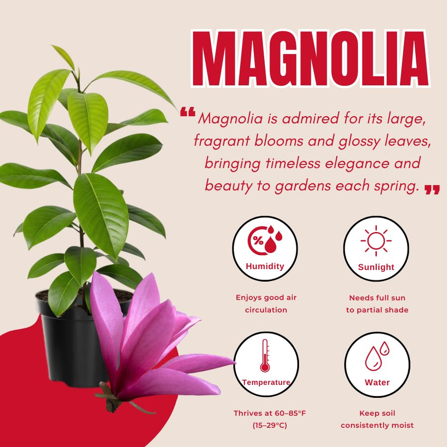 Magnolia Tree Live Plant in 2.5'' Pot, Magnolia Starter Tree, Ornamental Flowering Tree, Outdoor or Container Growing (Ann Magnolia)