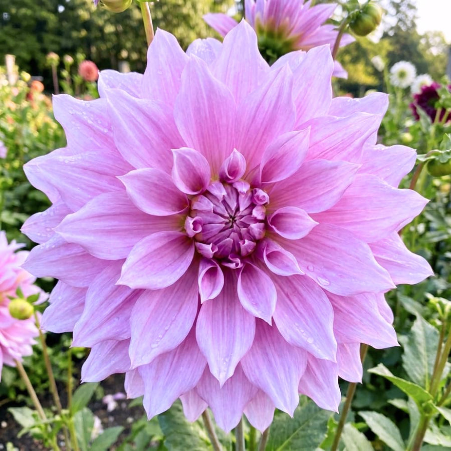 Dahlia Clump for Planting, Lavender Dahlia Flower for Summer Blooms, Large and Vibrant Flowers, Suited for Zones 8 to 11