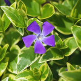 24 Variegated Vinca Plants Live, Vinca Plants Live, Vinca Ground Cover Vine Bare Roots from 6 Inc Tall Garden