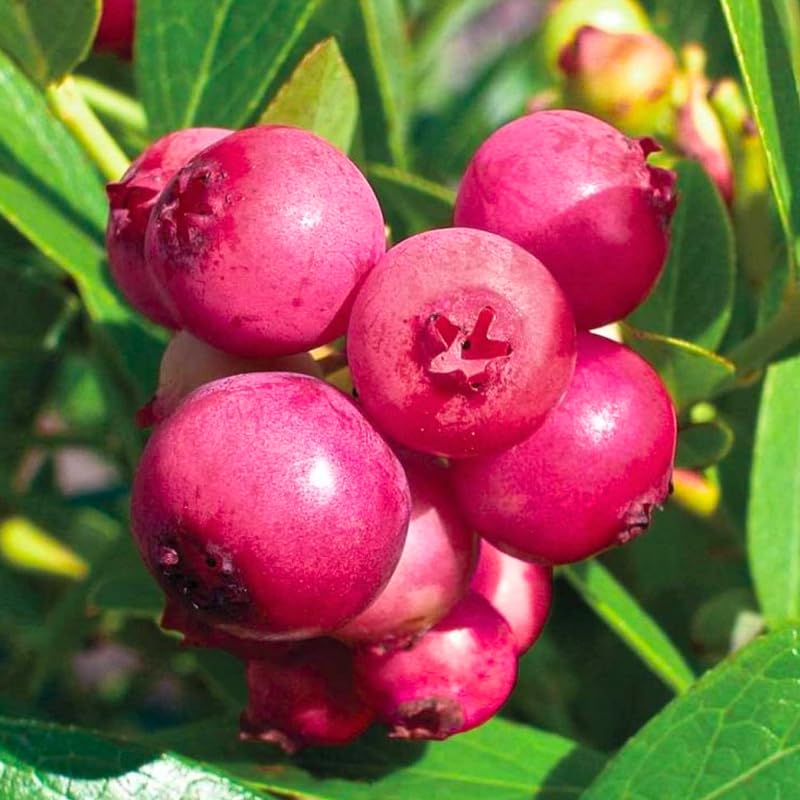 2 Highbush Blueberry Plants Live for Planting, Blueberry Bushes Live Plant 1 Year Old, Blueberry Fruit Tree Live (Pink Lemonade Blueberry)
