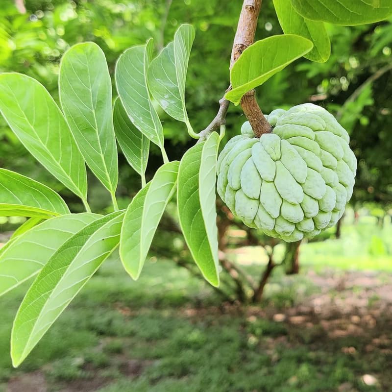 Sweet Sugar Apple Tree Live Plant for Outdoor, Annona Squamosa Sugar Apple Plant Live 8-12 Inch Tall, Half Gallon Pot, Tropical Sweetsop Fruit Tree