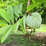 1 Pot Sugar Apple Tree Live Plant 5-10 Inch Tall, Sweet Sugar Apple Plant Live, Annona Squamosa Sugar Apple Fruit Tree