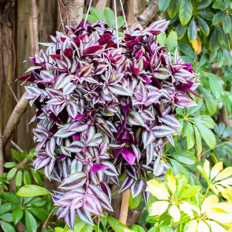Wandering Jew Live Plant, Purple Tradescantia Zebrina Succulent Plant Live for Growing Hanging Basket Plant, 4 Inc Pot