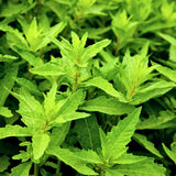 Epazote Plant Live, 4 Inch Pot, Epazote Herb for Culinary and Garden Growing
