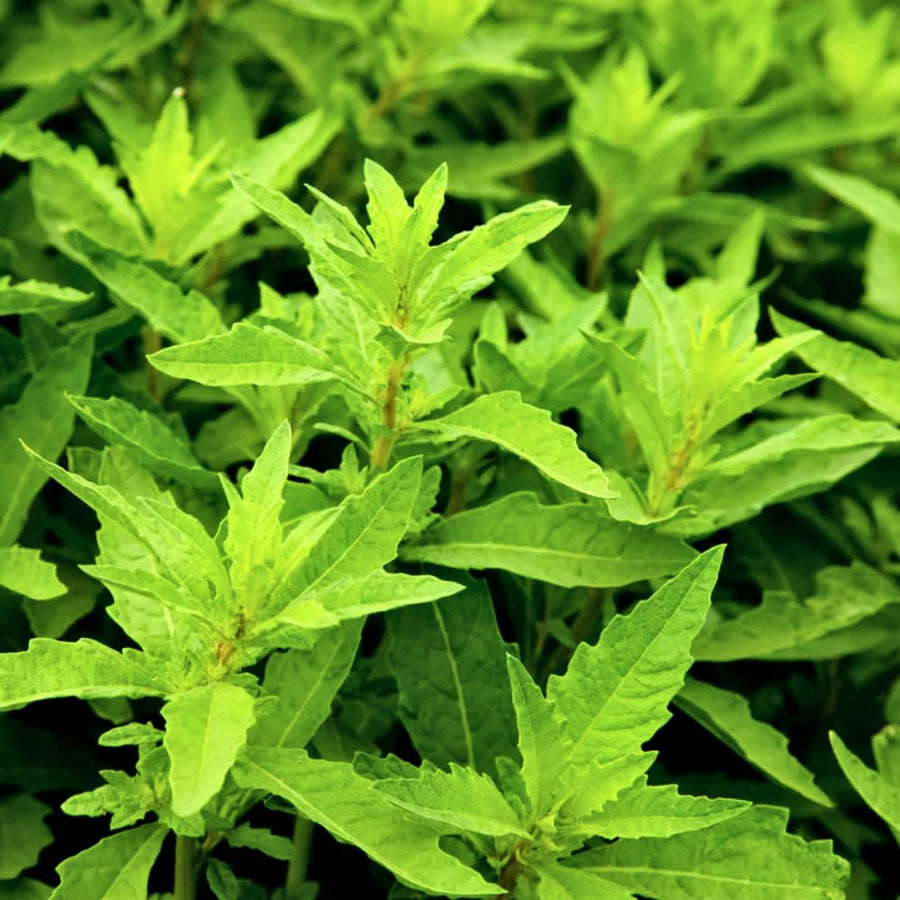 Epazote Plant Live, 4 Inch Pot, Epazote Herb for Culinary and Garden Growing
