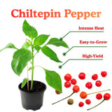 Set of 2 Chiltepin Pepper Plants Live in Pot, Hot Bird Peppers Plants, 100 Days Old, 6 to 10 Inches Tall