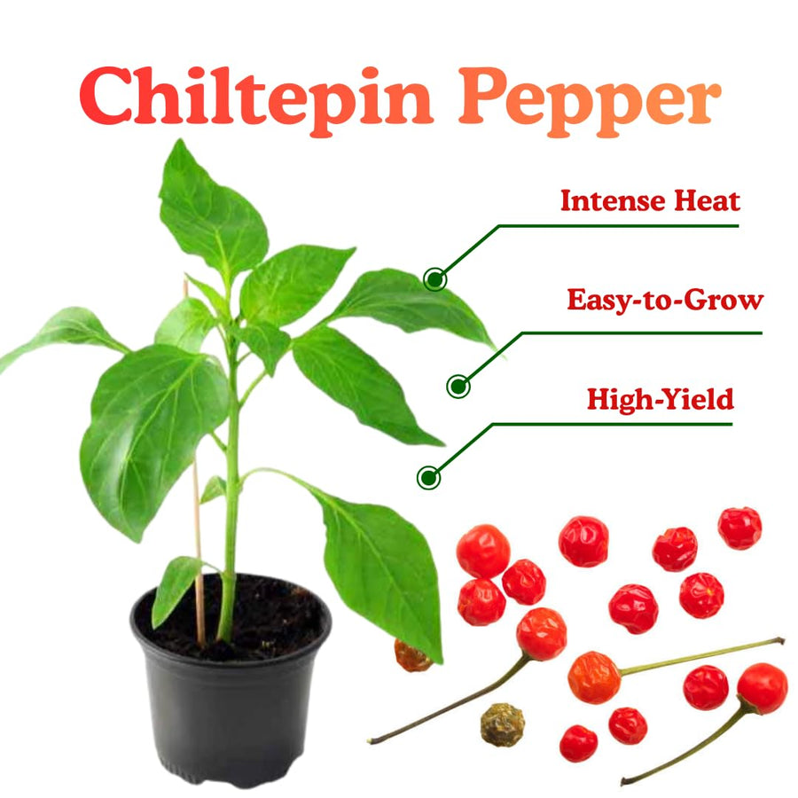 Set of 2 Chiltepin Pepper Plants Live in Pot, Hot Bird Peppers Plants, 100 Days Old, 6 to 10 Inches Tall