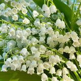 Set of 10 Lily of the Valley Bulbs for Planting, Sweet Fragrant Spring Blooms, Garden Beds, Containers, or Indoor Pots Growing