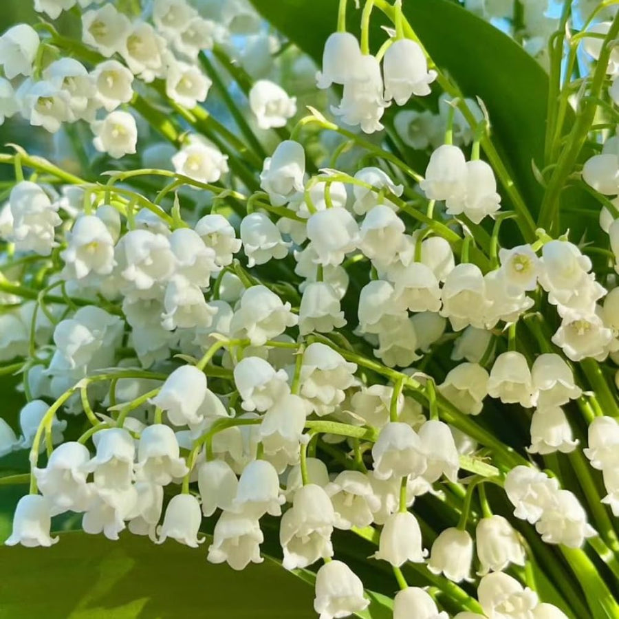 Set of 10 Lily of the Valley Bulbs for Planting, Sweet Fragrant Spring Blooms, Garden Beds, Containers, or Indoor Pots Growing