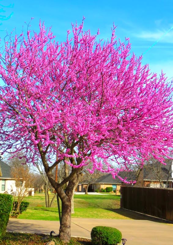 Redbud Trees Seedlings Live Plants, 9 Months Old Dormant Eastern Red Bud Plant for Planting Outdoor, No Leaf, 8-12" in Tall