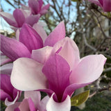 Saucer Magnolia Tree Live Plant in 2.5 Inches Pot, Dormant in Winter, 6-12 Inches in Tall, Ornamental Spring Flowering Tree, Outdoor