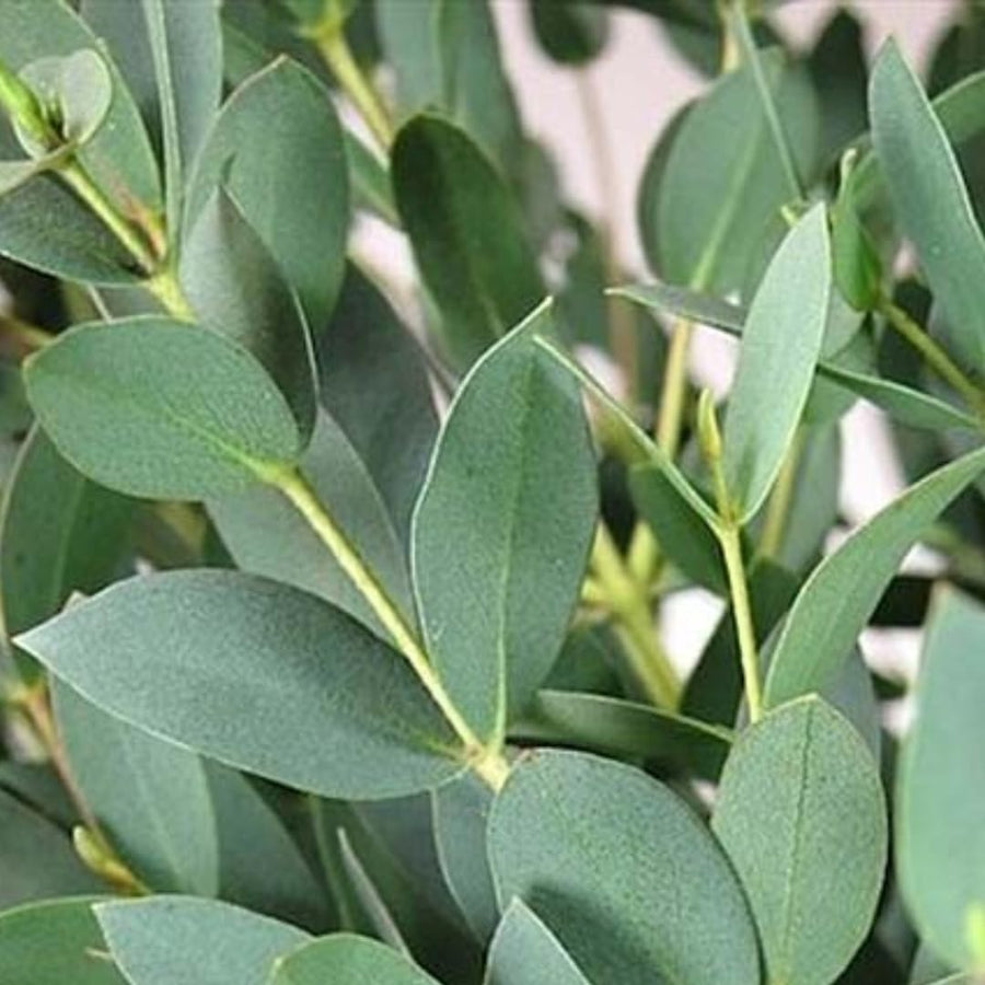 Eucalyptus Plant Live Tree in 2.5" Pot, Cold Hardy, Very Fragrant Foliage, Colorful, Ready to Grow Outdoor (Parvifolia)