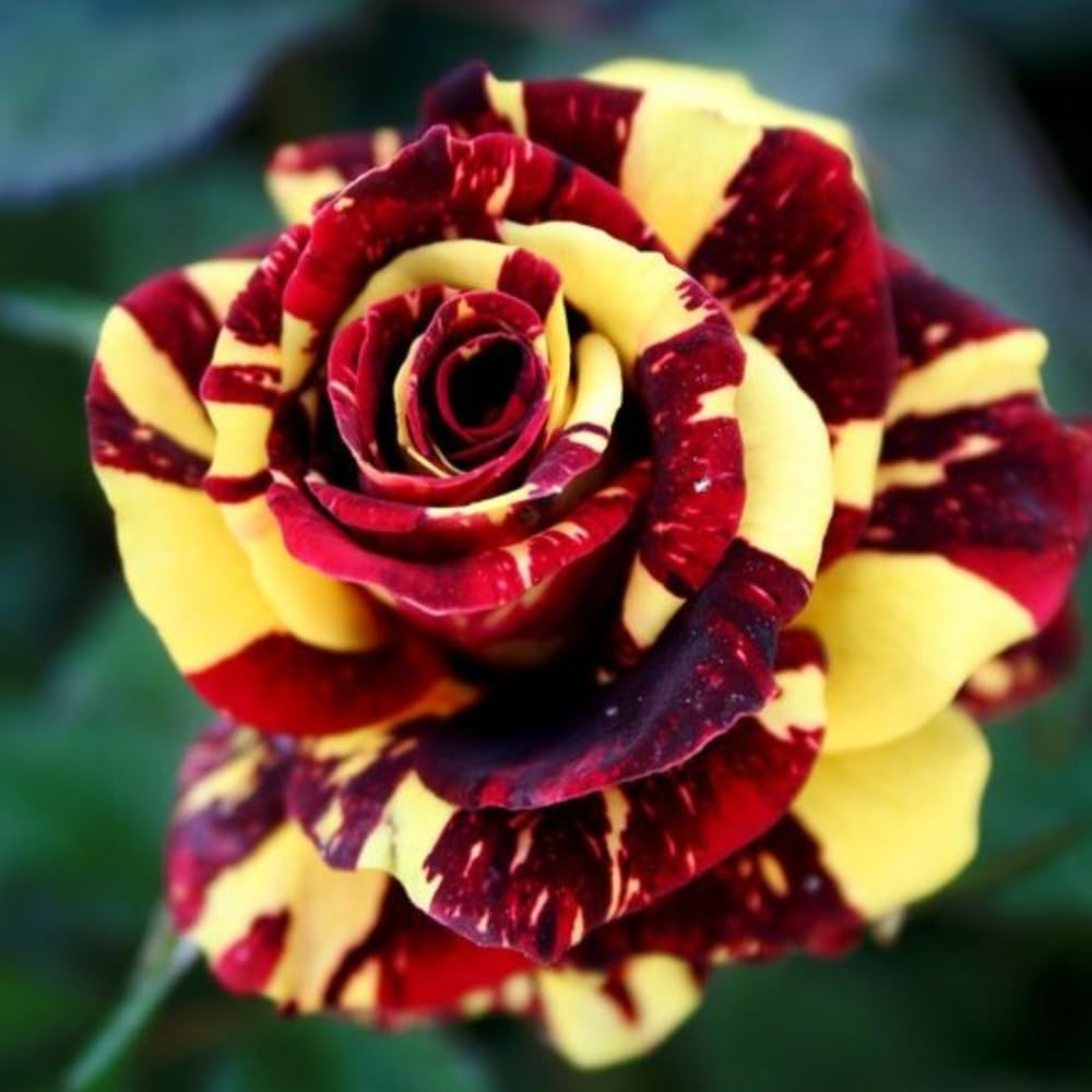 Rare Rose Bush Live Plant - Rose Plant Live to Grow - Bareroot 5-10 Inch Tall - Fragrant Rose Flowers Shrub - No Pot (Stripe Rose)