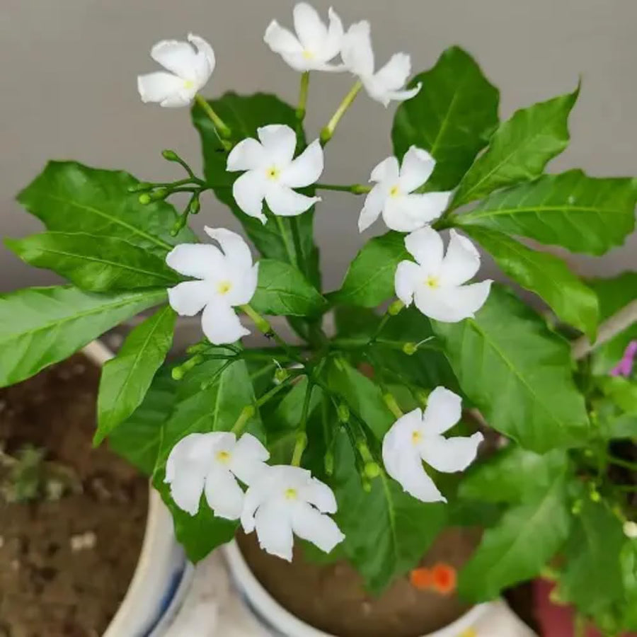Crepe Jasmine Live Plant, Fragrant Climbing Jasmine Flowering Vine 8-14 Inch, Indoor Outddor Planting