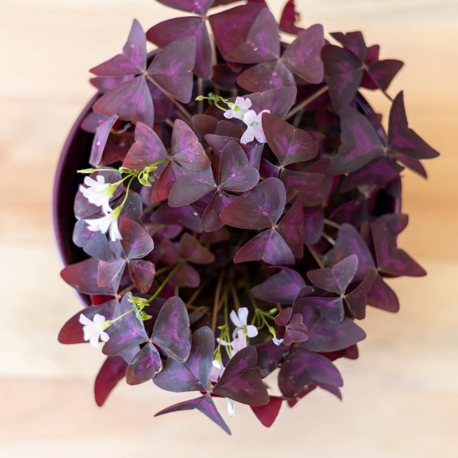 Live Purple Shamrock Plants, Deep Purple Oxalis, 4-8 Inches Tall in 4 Inch Pot Hardy Perennial for Growing