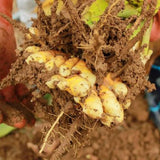 10 Yellow Turmeric Roots for Planting, Curcuma Turmeric Rhizomes, Live Curcuma Roots, Hardy Perennial Herb Plants