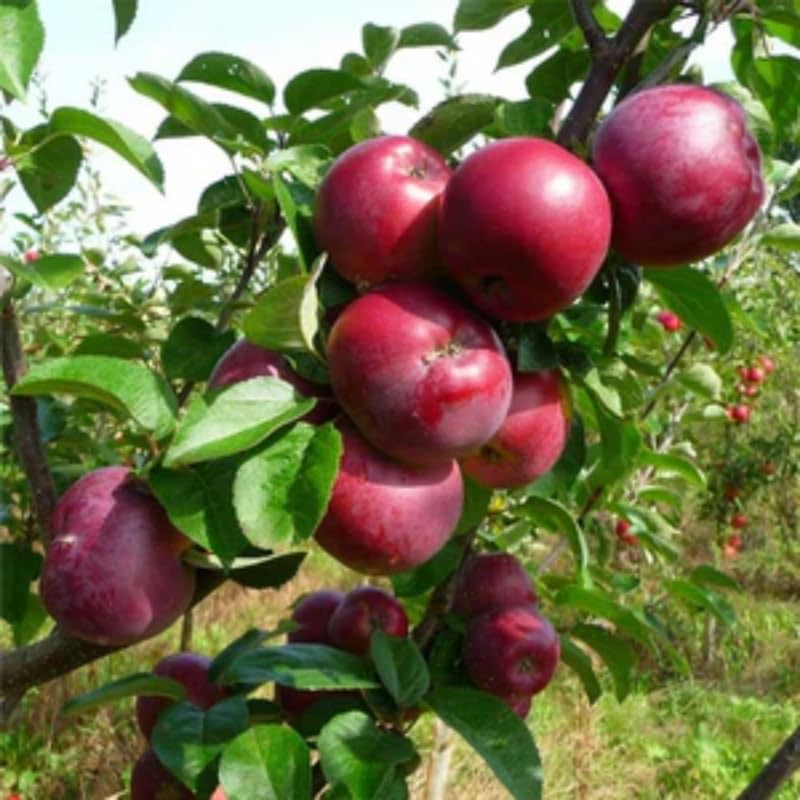 2-3 Ft Apple Tree Live Plant Bare Root, Live Apple Plant, Cold Hardy Fruit Plants for Home Garden Planting Spring (River)