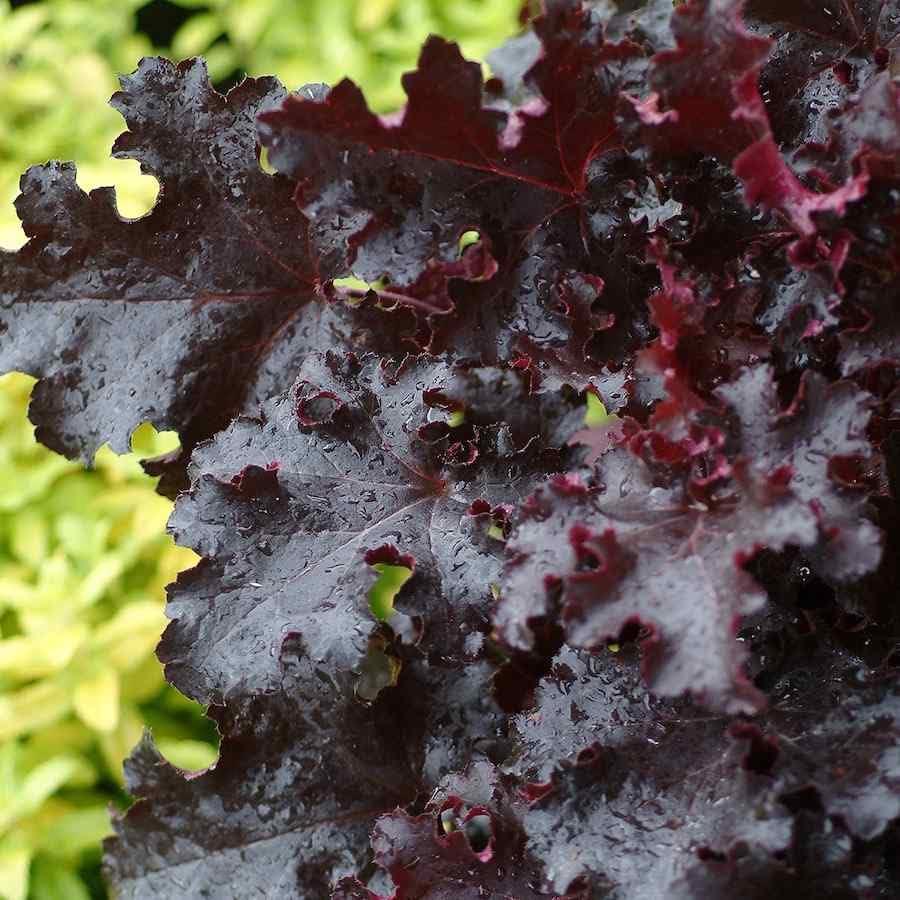 Set 2 Heuchera Bushes Live Plants, Live Perennial Coral Bells for Planting, 4 to 8 Inches - Dark Purple