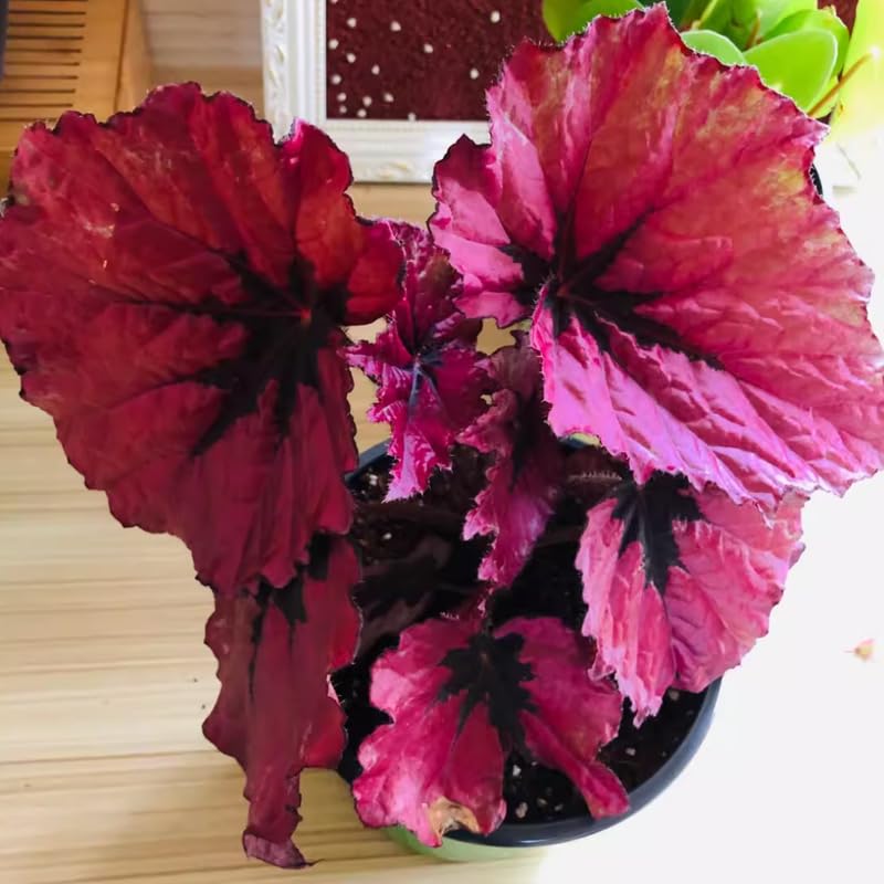 Set 3 Begonias Live Plants, Rare Red Begonia, No Pot, Starter 4 to 8 Inc Tall, Indoor Outdoor Houseplant