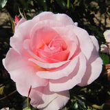 Rose Plant Live for Planting Ornamental Garden, 5-9 Inc Tall, Well-Rooted, Roses Bush Ready to Grow Outdoor, Fragrant Flowers Shrub, No Pot (Pink Rose)