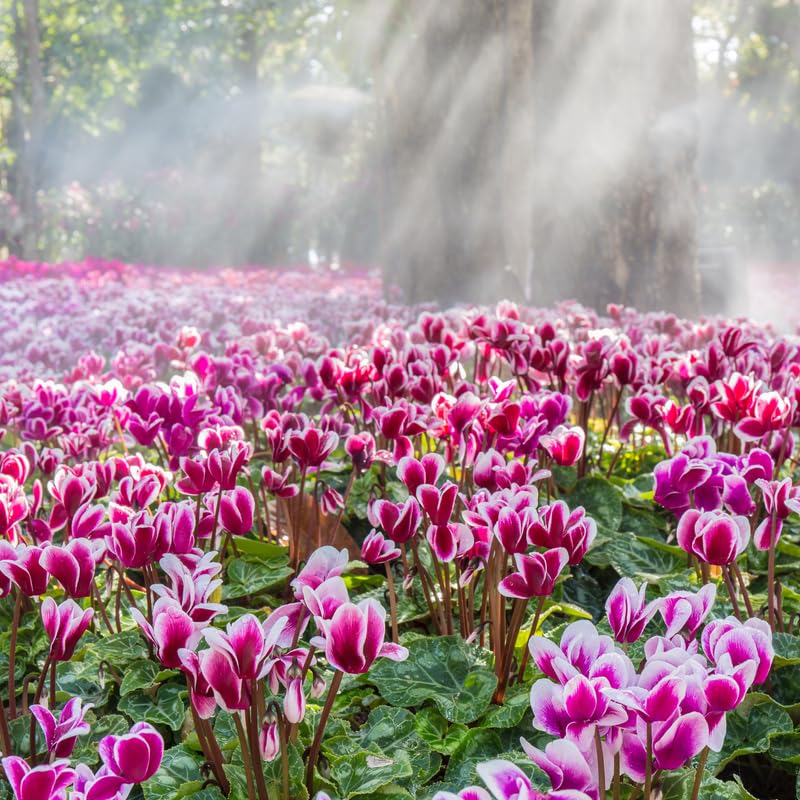 Pink Cyclamen Plant Live, Hardy Cyclamen Flowers, in 4 Inc Pot, Indoor Cyclamen Houseplant with Blooming Potted Flowers