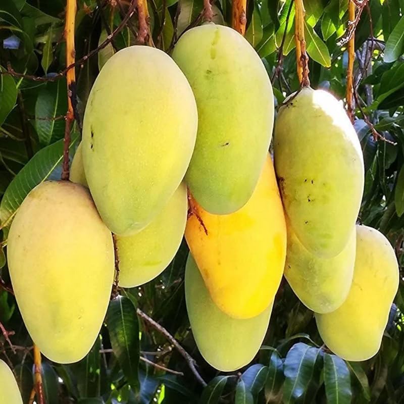 Julie Mango Tree Live Plant, 2 Feet Tall, Tropical Mango Fruit Tree for Outdoor Planting