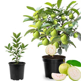 Live White Guava Tree Plant in Pot, 7-12" in Tall, Sweet Tropical Fruit Tree, Zones 9-11, Fast-Growing Guava Seedling