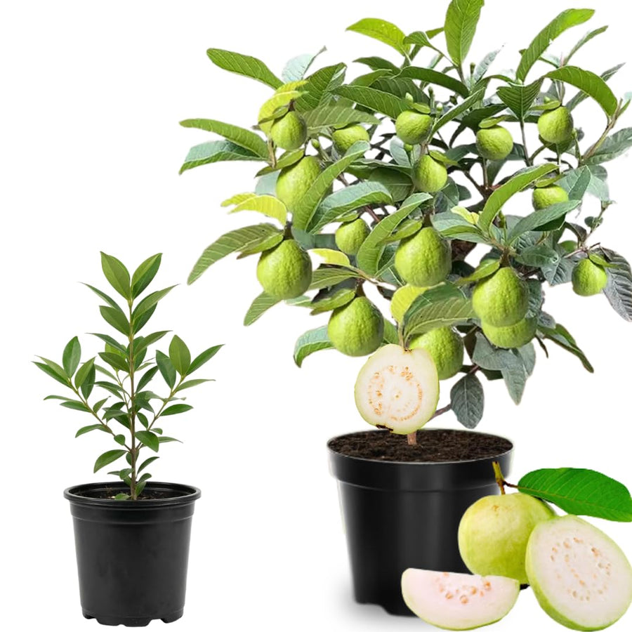 Live White Guava Tree Plant in Pot, 7-12" in Tall, Sweet Tropical Fruit Tree, Zones 9-11, Fast-Growing Guava Seedling