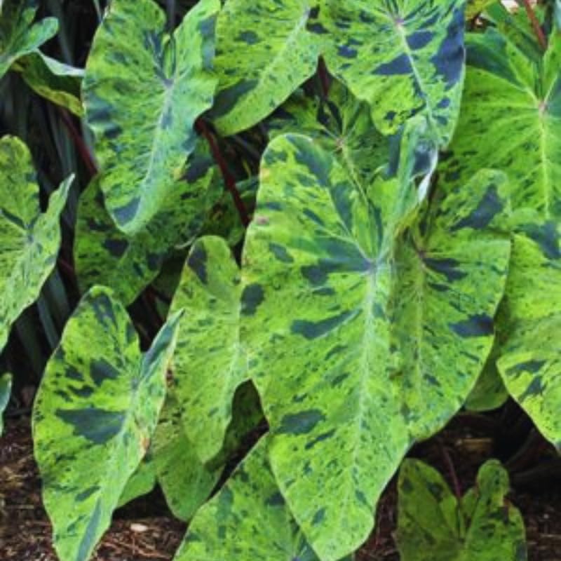 2 Alocasia Live Plants, Alocasia Plants Indoor, 3 to 5 Inches, House Plant Live for Gardening