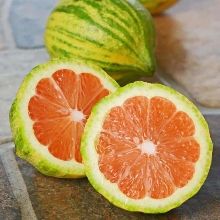 3 Years Old Variegated Pink Lemon Tree Live Plant, 3-4 Feet Tall Grafted Citrus Tree, Hardy Yellow Lemon Fruit Tree for Outdoor Planting