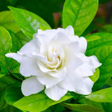 Cape Jasmine Plant Live, Frostproof Jasmine Live Plants, Gardenia Plant Live Climbing Vine No Pot Indoor Outdoor Fragrant Flower Garden Planting