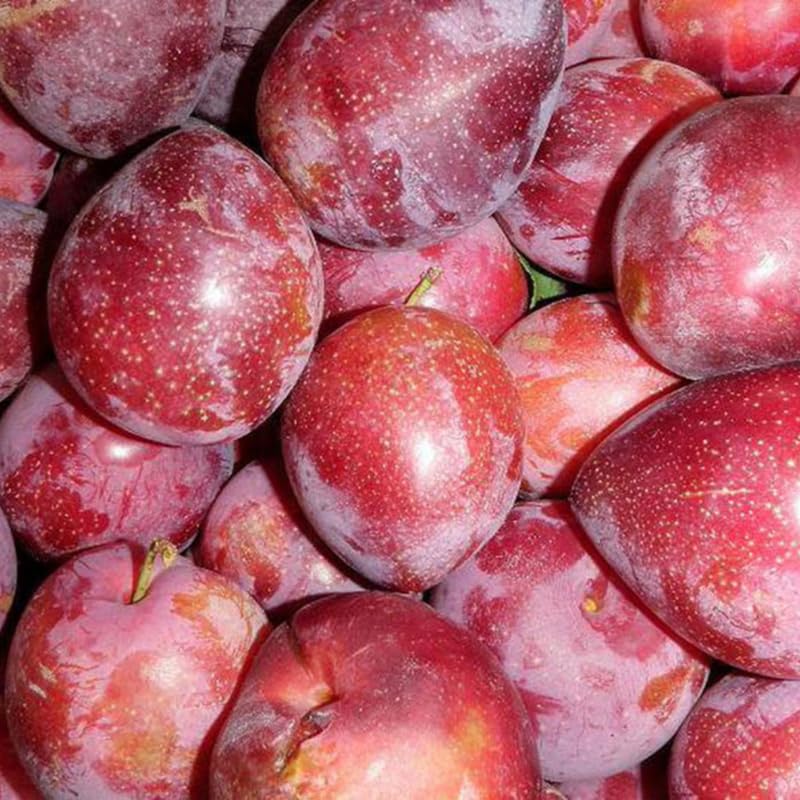 Set of 2 American Plum Trees Plants Live for Planting, 9" to 16" in Height, Bare Roots, Dormant in Winter, Outdoor Gardening, Zones 5-9