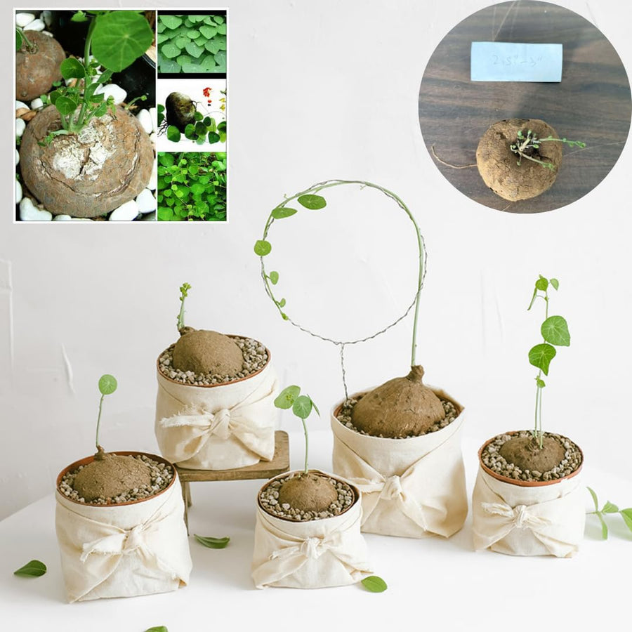 Starter 2-2.5" Stephania Cephalantha Plant Bulb, Various Size Caudex, Rare Succulent with No Hair Roots, Home Decor, Houseplant, Cold Hardy (4 to 5 Cm Caudex)