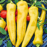 Set of 2 Yellow Banana Pepper Plants Live in Pot, Hot Bird Peppers Plants, 100 Days Old, 6 to 10 Inches Tall