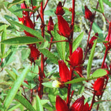 1 Roselle Hibiscus Plants Live in 4 Inch Pot, Red Roselle Jamaican Plant Live 4-8 Inch Tall, Sabdariffa Roselle Hibiscus Flowers