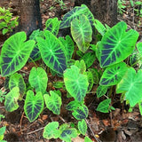 Light Green Black Colocasia Plants, 3-6" Elephant Ear Esculenta Taro Alocasia Live Plant for Outdoor Planting, Alocasia Plants Bare Root, No Pot, Live Colocasia Houseplant