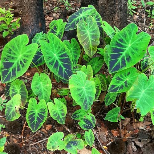 Light Green Black Colocasia Plants, 3-6" Elephant Ear Esculenta Taro Alocasia Live Plant for Outdoor Planting, Alocasia Plants Bare Root, No Pot, Live Colocasia Houseplant