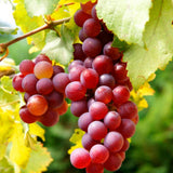Red Grape Vine Plant Live for Planting 1-2 Years Old, Sweet Grape Plant Live Grape Tree, Grape Fruit Tree for Planting