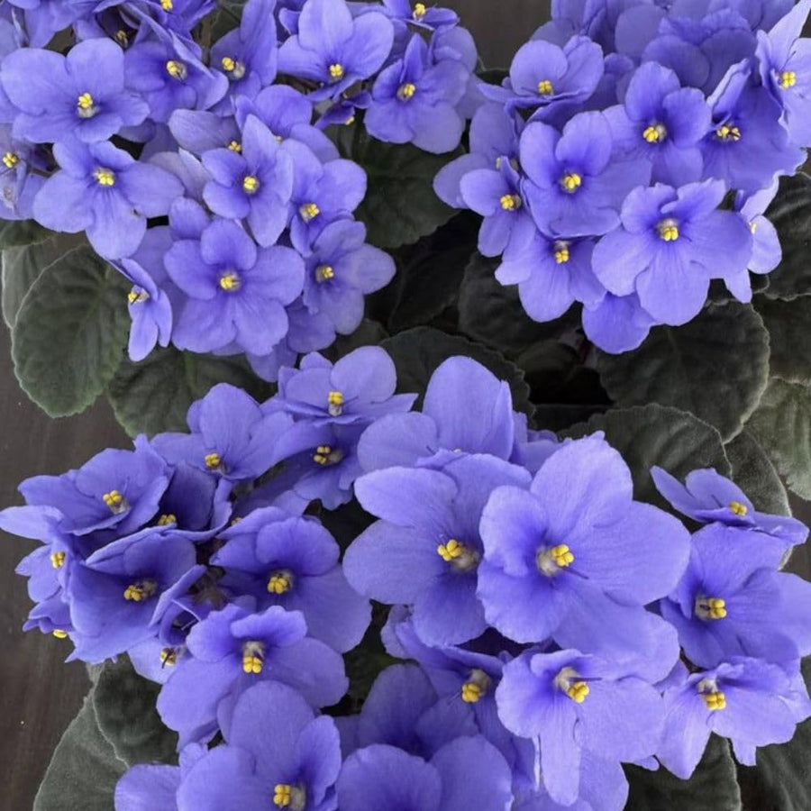African Violets Live Plant 4-8 Inches Tall, 4 Inch Pot, African Violets Plants Live, Flowering Houseplant for Planting (Blue African Violets)