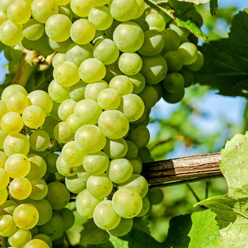 Green Grape Plant Live Bareroot 1 Feet Tall, in Pot, Grape Vine Live Plant, Grape Fruit Tree Live Plant for Planting