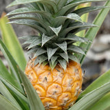 2 Gold Pineapple Plants Live 5 to 8 Inch Tall, Edible Pineapple Fruit Seedlings, Sweet Pineapple Trees