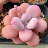 Succulent Plant Live, Live Indoor Outdoor Succulent Plant, 2 Inch Pot, Low-Maintenance Decorative Houseplant (Pink Succulent)