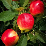 Gala Apple Tree Live Plant for Planting, Bareroot, 2-3 Feet Height, Apple Plant Live for Planting, Live Apple Tree Plant, Sweet Apple Fruit Tree, Dormant