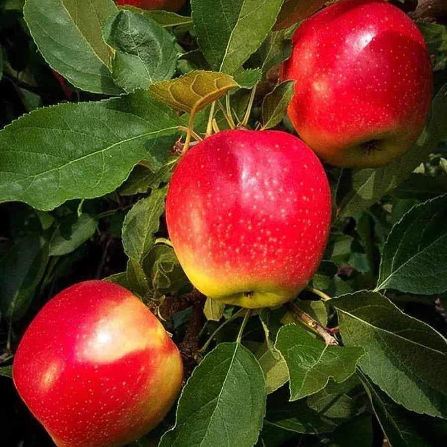 Gala Apple Tree Live Plant for Planting, Bareroot, 2-3 Feet Height, Apple Plant Live for Planting, Live Apple Tree Plant, Sweet Apple Fruit Tree, Dormant