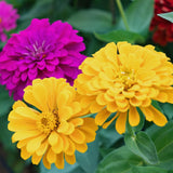 500 Mix Zinnia Seeds for Planting, Zinnia Flower Seeds Garden